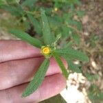 Sida rhombifolia Cvet