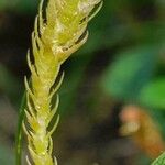 Selaginella selaginoides Folha