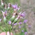 Serratula tinctoria Fruchs