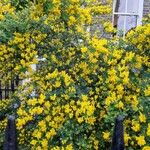 Genista monspessulana عادت داشتن