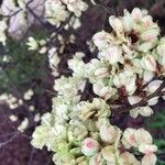 Ulmus glabra Fruit