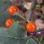 Solanum violaceum ഫലം