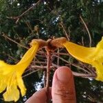 Handroanthus ochraceus Квітка