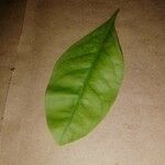 Swinglea glutinosa Leaf