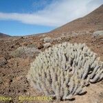 Euphorbia handiensis Habitat