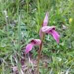 Serapias lingua Flor