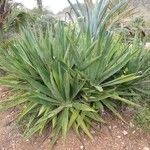 Agave fourcroydes Інше