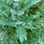 Caryopteris × clandonensis Yaprak