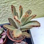 Kalanchoe tomentosa Folha