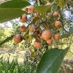 Cordia dichotoma ᱡᱚ