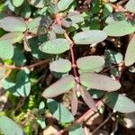 Euphorbia hyssopifolia Blatt