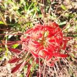 Lycoris radiata Hoja