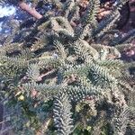 Abies pinsapo Blad