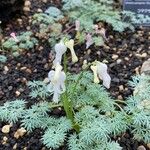 Dicentra peregrina 花