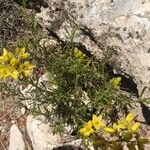 Haplophyllum linifolium Floare