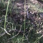 Deschampsia flexuosa Flower