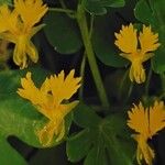 Tropaeolum peregrinum Blüte