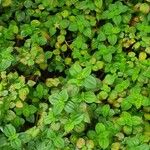 Dissotis rotundifolia Лист