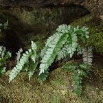 Adiantum vogelii Leaf