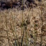 Carex myosuroides 叶