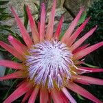 Protea cynaroides Цвят