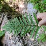 Polystichum setiferum Blad