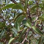 Ximenia caffra Leaf