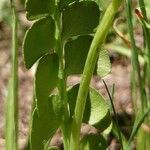 Botrychium lunaria Leaf