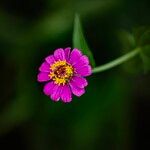 Zinnia peruviana Flower