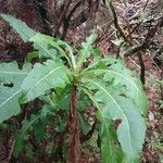 Sonchus fruticosus Hoja