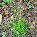 Carex intumescens Habit