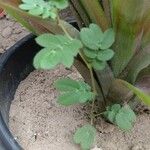 Kallstroemia maxima 整株植物