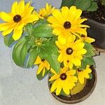 Rudbeckia fulgidaΛουλούδι