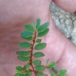 Phyllanthus caroliniensis Лист