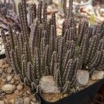 Stapelia gigantea Bark