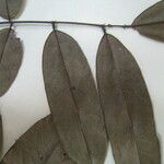 Andira surinamensis Leaf