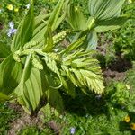 Veratrum album Flor