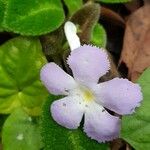 Episcia lilacina Цвят