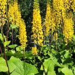 Ligularia sibirica