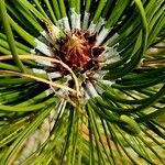 Pinus heldreichii Blatt