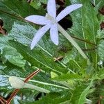 Hippobroma longiflora Kvet