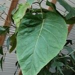 Solanum betaceum Leaf