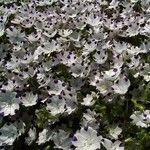 Nemophila maculata Habitus