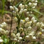 Pseudognaphalium californicum Květ