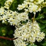 Filipendula ulmariaFlower