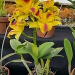 Cattleya spp. Habit