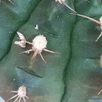Gymnocalycium anisitsii Hoja