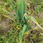 Allium porrum Leaf