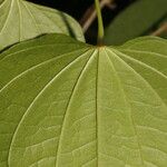 Dioscorea urophylla পাতা