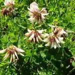 Trifolium pallescens Blad